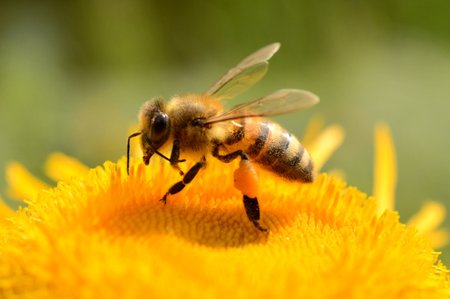 Protestmailaktion: Rettet die Bienen