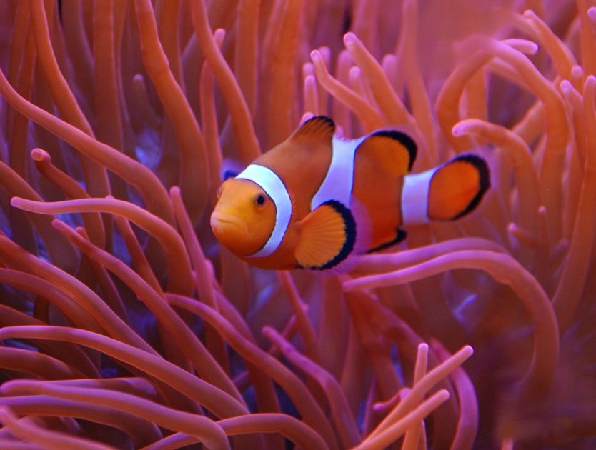 Der neue farbenfrohe Trendbotschafter 2019: Koralle.