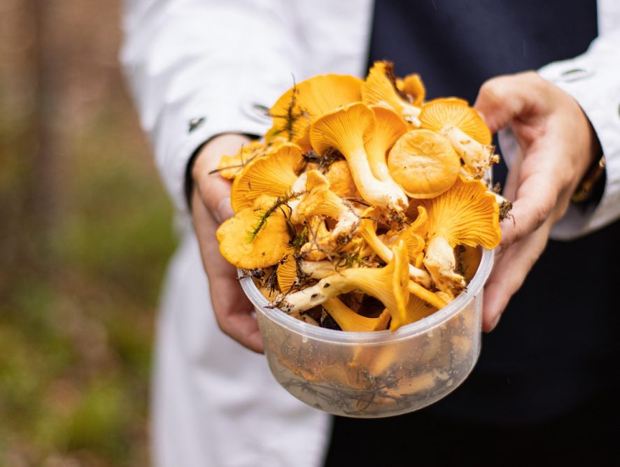 Pfifferlinge Saison: Tipps, Tricks und köstliche Rezepte für die goldene Zeit