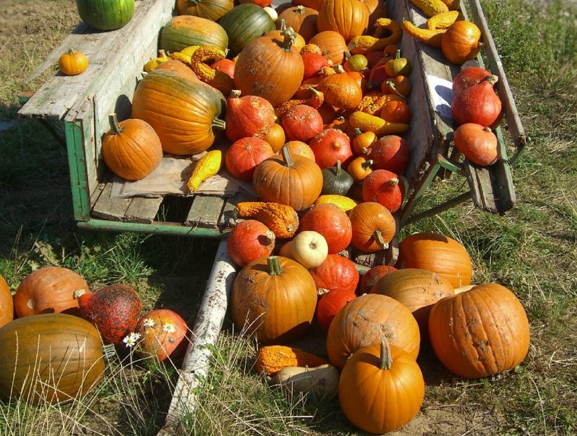 Goldener Herbst auf dem Teller: Kürbis als Star der Saison
