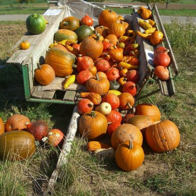 Kürbiszeit: Die schönsten Sorten und besten Rezepte für den Herbst