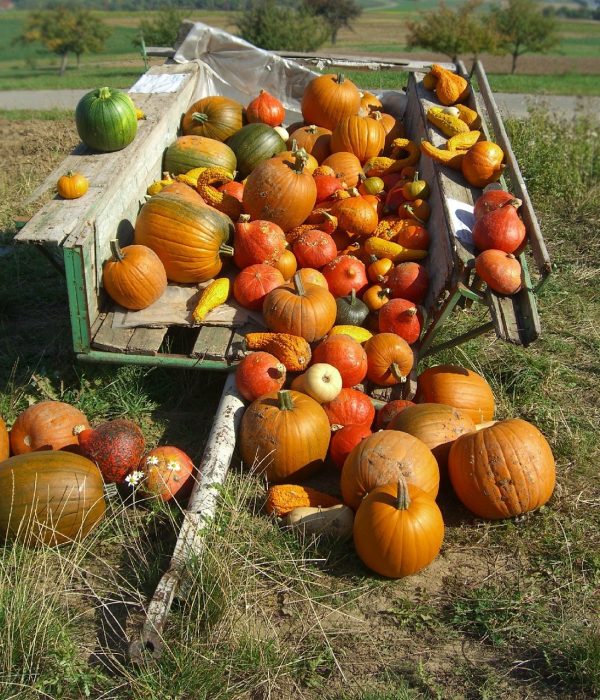 Kürbiszeit: Die schönsten Sorten und besten Rezepte für den Herbst