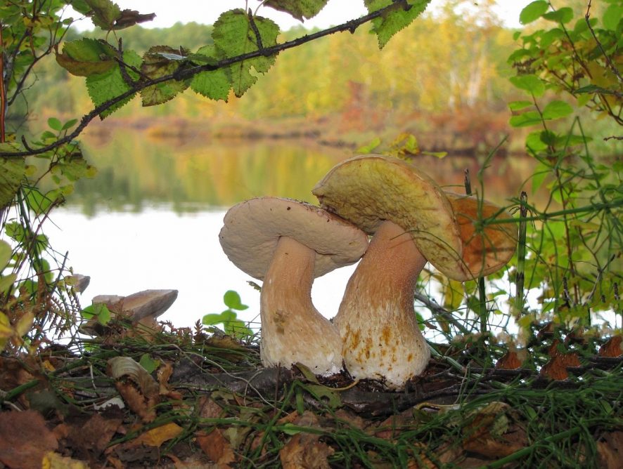 Pilze für Genießer: Alles über Waldpilze und ihre Zubereitung