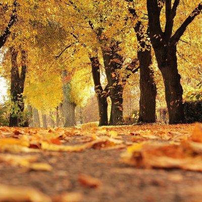 Wenn der Herbst die Wälder verzaubert