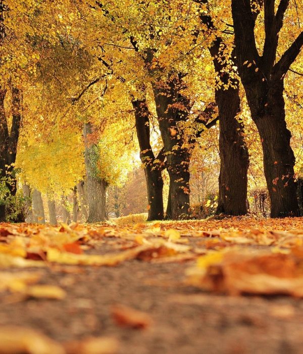 Wenn der Herbst die Wälder verzaubert