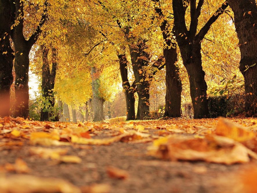 Wenn der Herbst die Wälder verzaubert