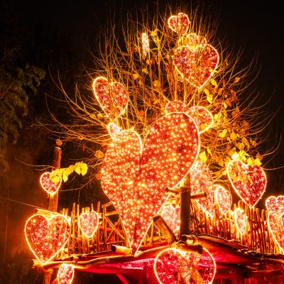 Weihnachten im Tierpark: Eine magische Reise durch funkelnde Winterwelten