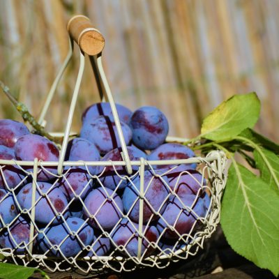 Zwetschgen Saison: Rezepte & Genussideen für den Spätsommer