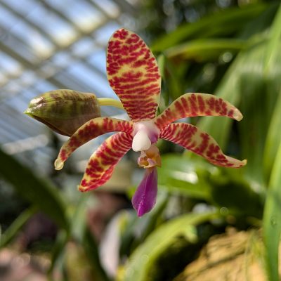 Orchideenschau 2026 im Botanischen Garten
