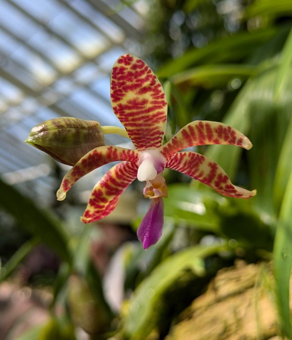 Orchideenschau 2026 im Botanischen Garten