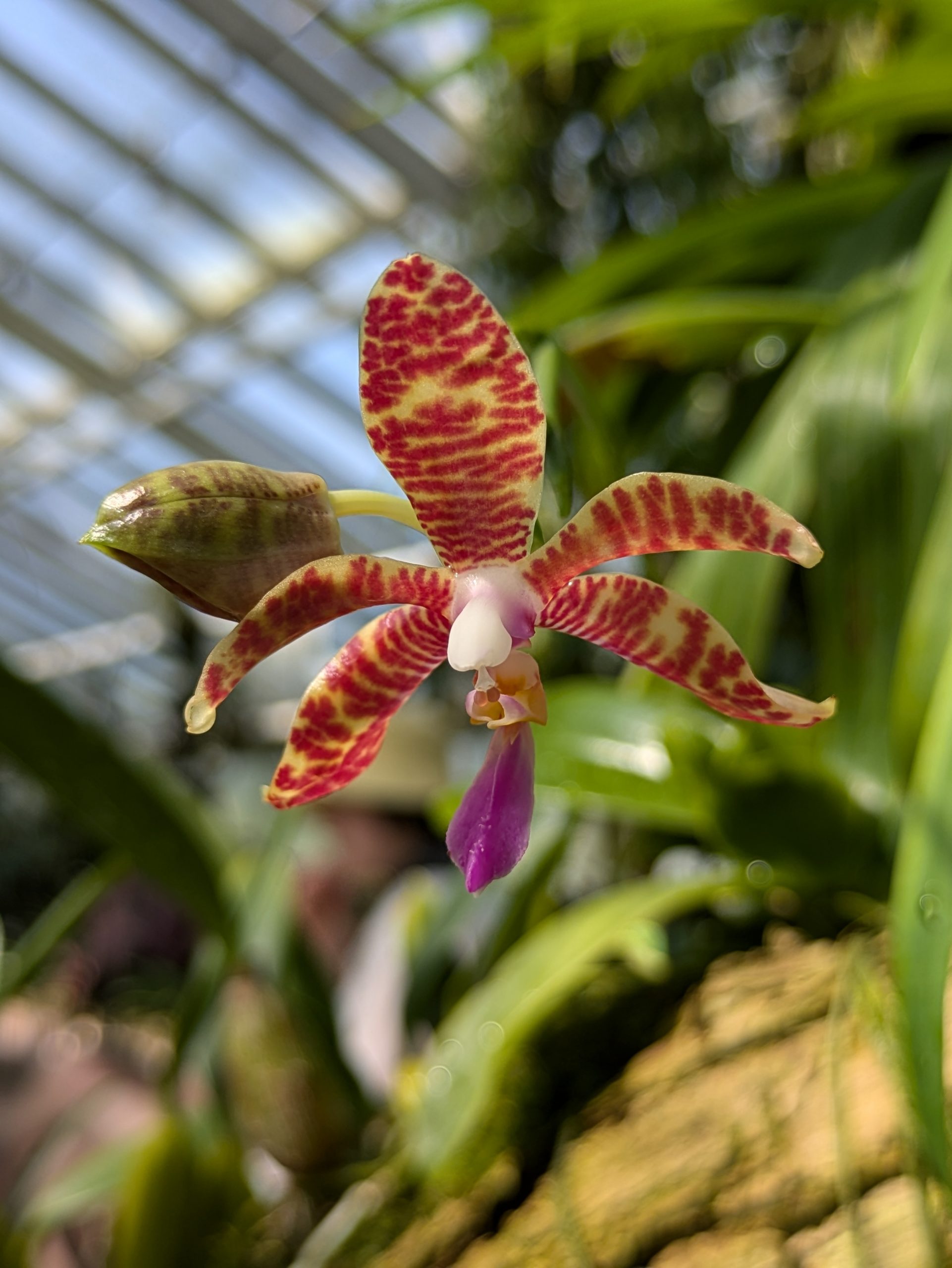 Orchideenschau 2026 im Botanischen Garten