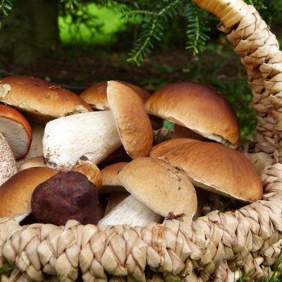 Pilzzeit: Die schönsten Rezepte für den Herbst