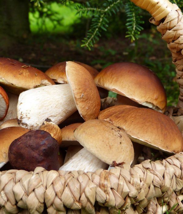 Pilzzeit: Die schönsten Rezepte für den Herbst